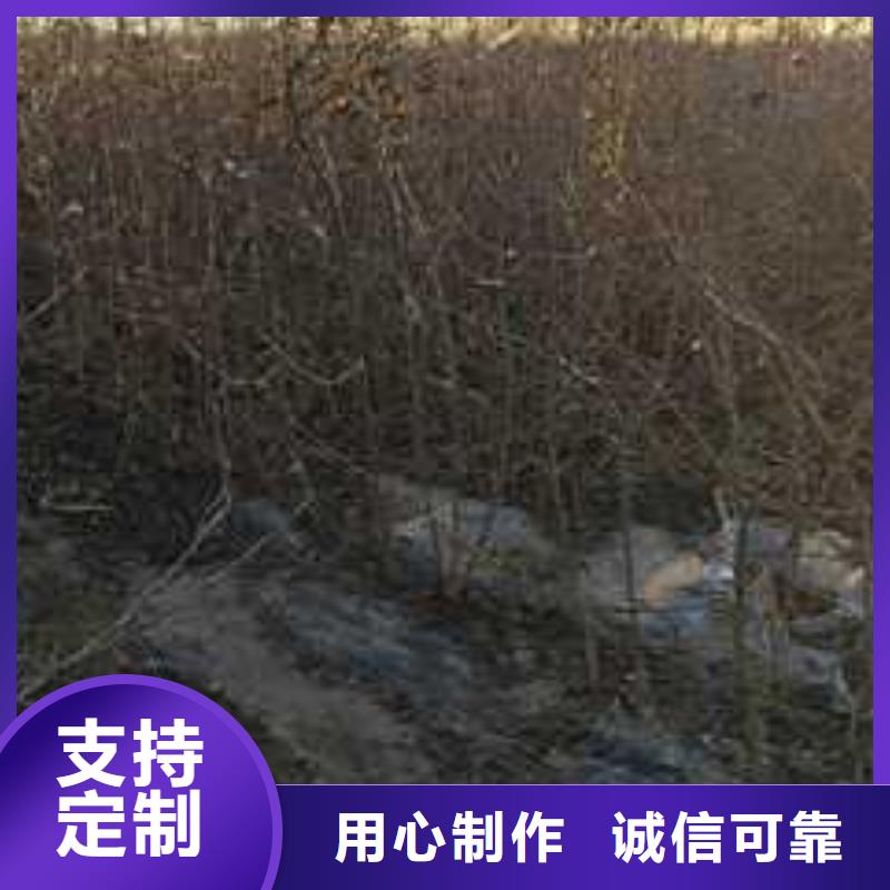 杜梨-海棠苗当地厂家值得信赖