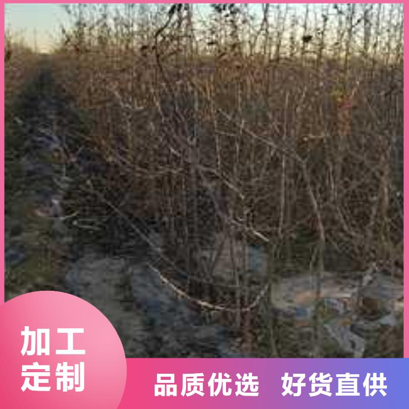 杜梨【香酥梨树苗】厂家直销大量现货