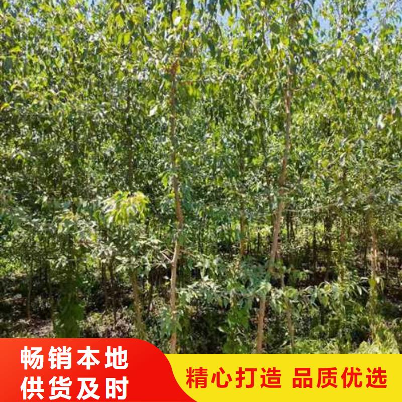 杜梨梨树苗基地好货有保障