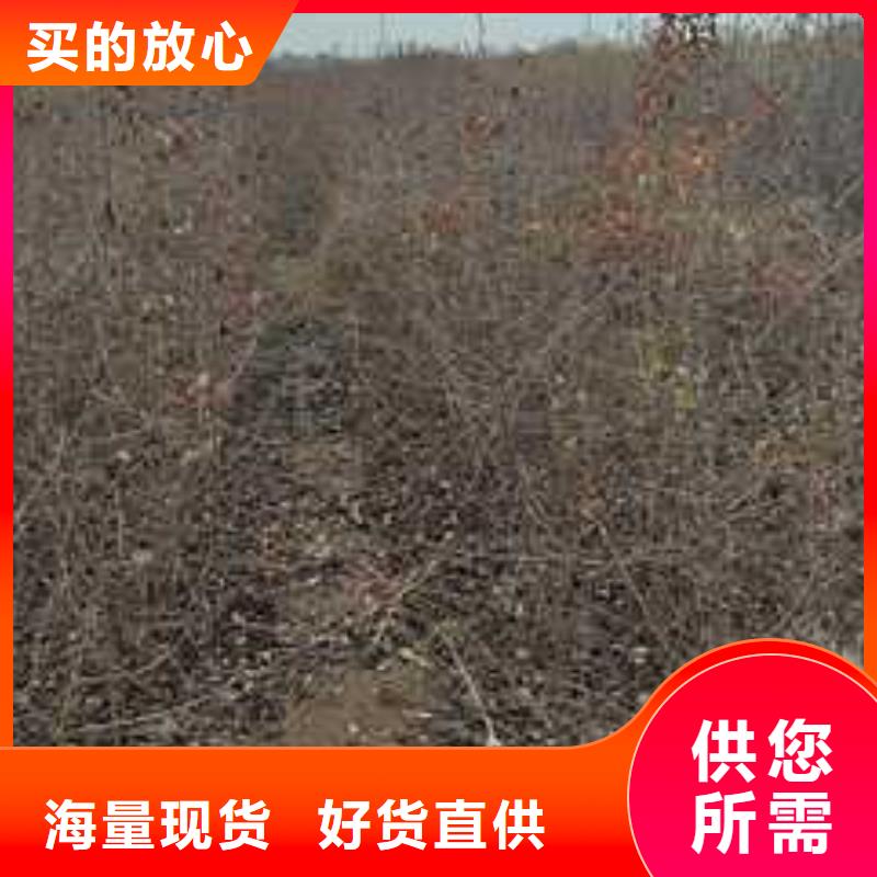 【杜梨梨树苗基地应用范围广泛】