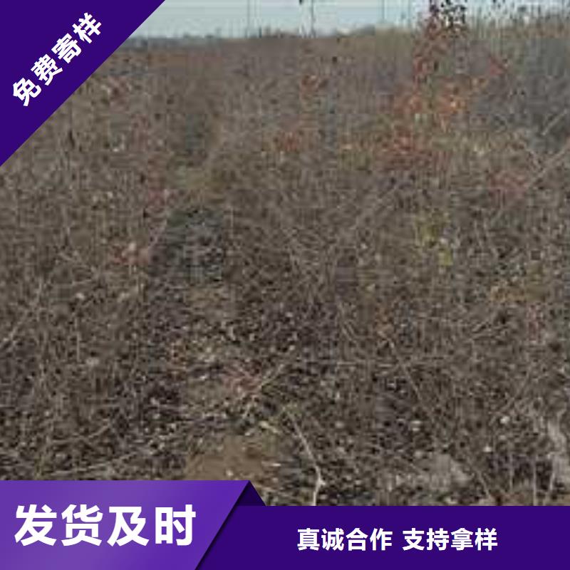 杜梨梨树苗基地现货供应