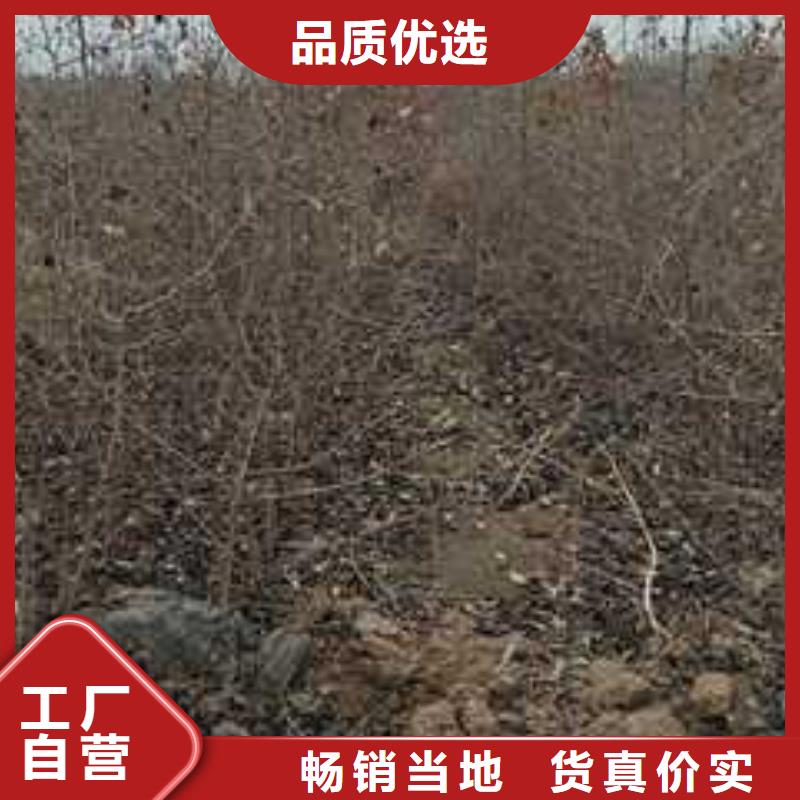 杜梨,梨树苗基地实力商家推荐