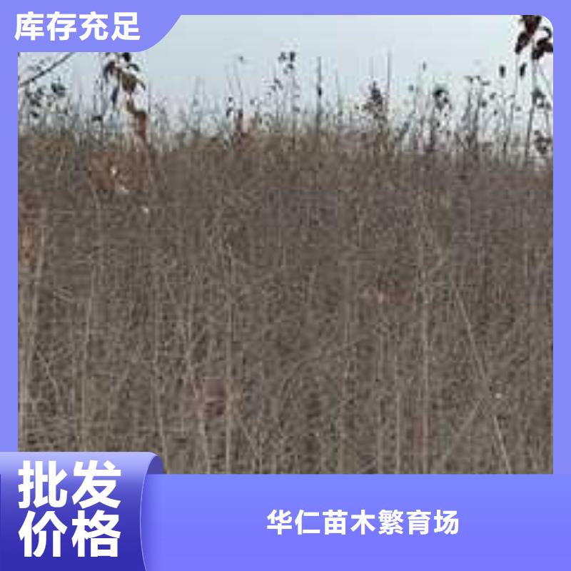 杜梨-海棠苗当地厂家值得信赖