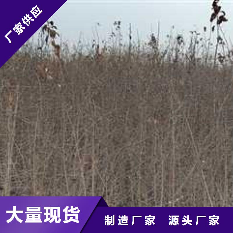 杜梨-海棠苗当地厂家值得信赖