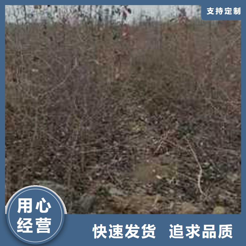 杜梨梨树苗基地规格齐全