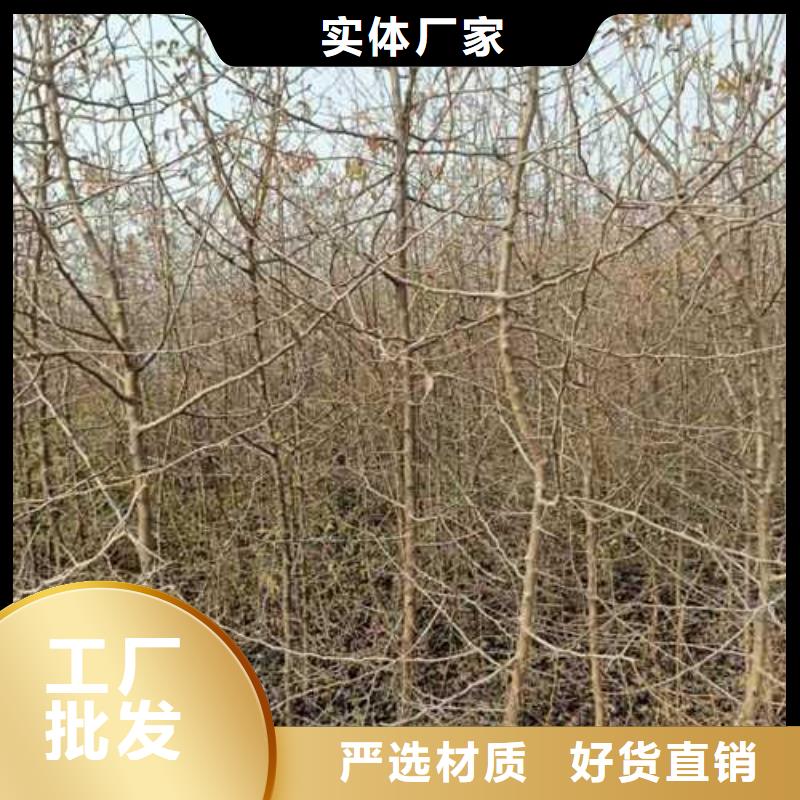 杜梨梨树苗基地现货批发