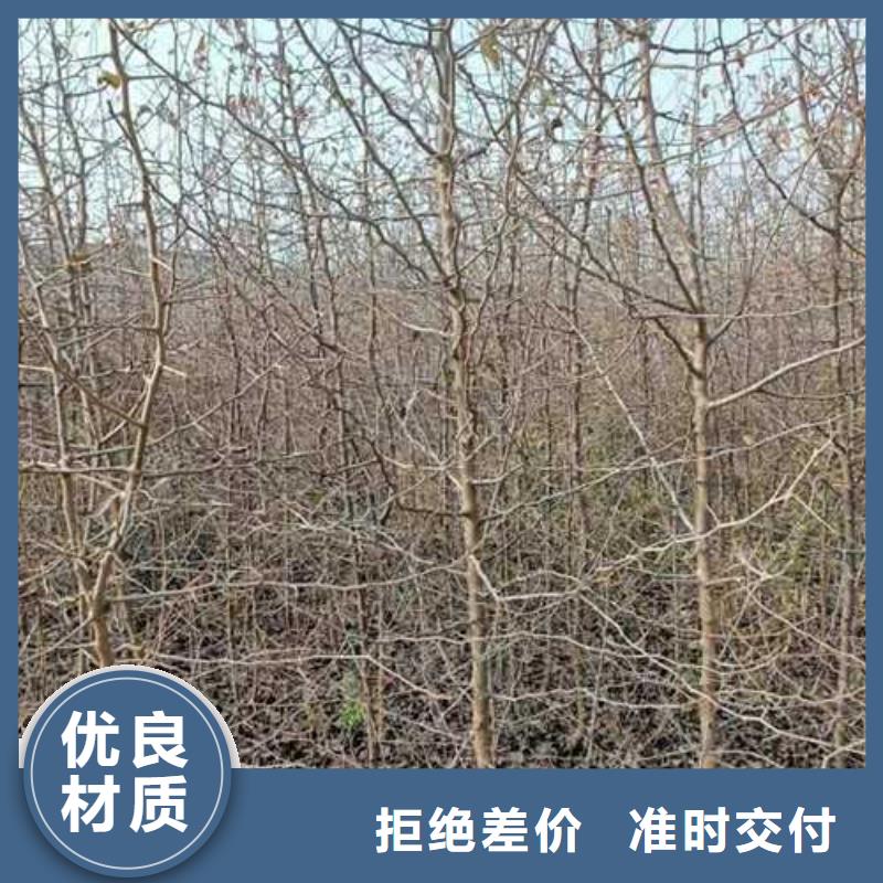 杜梨,梨树苗基地实力商家推荐