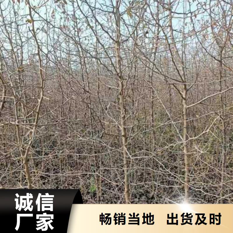 杜梨,梨树苗基地高标准高品质