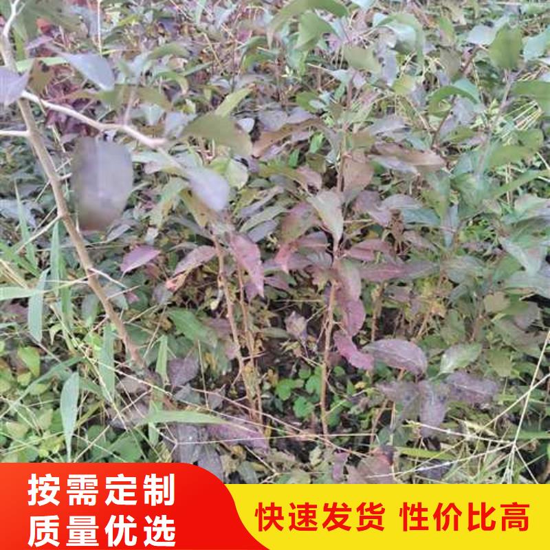 杜梨,梨树苗基地实力商家推荐