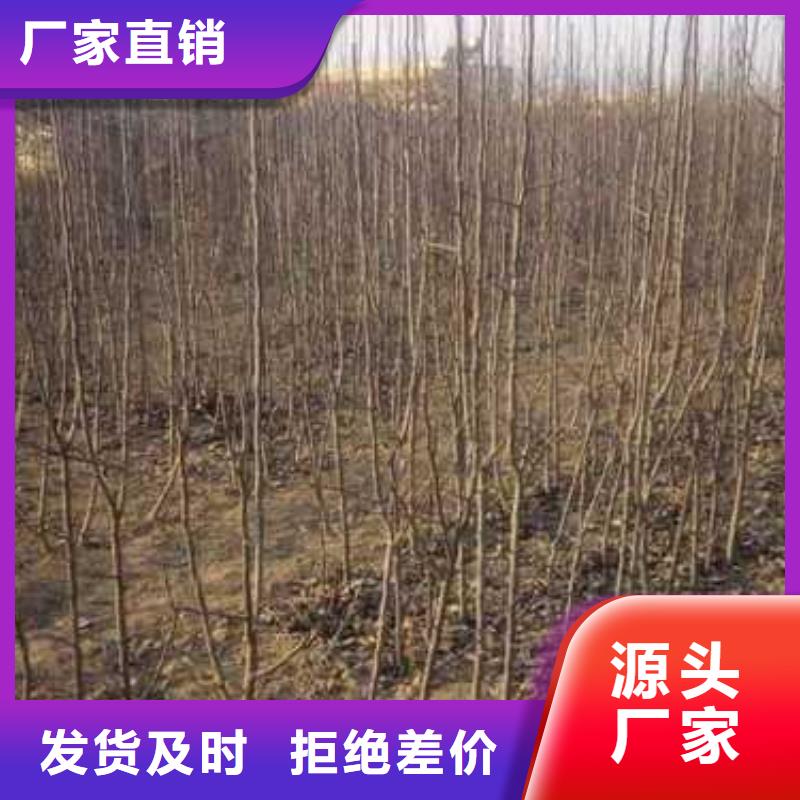 杜梨_梨树苗基地出货快