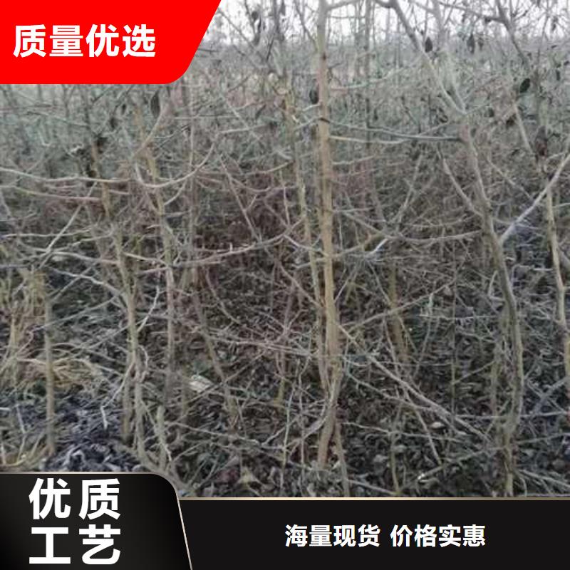 杜梨,梨树苗基地高标准高品质