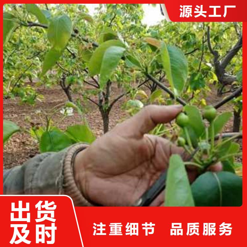 杜梨-瑞蟠101桃树苗工厂认证