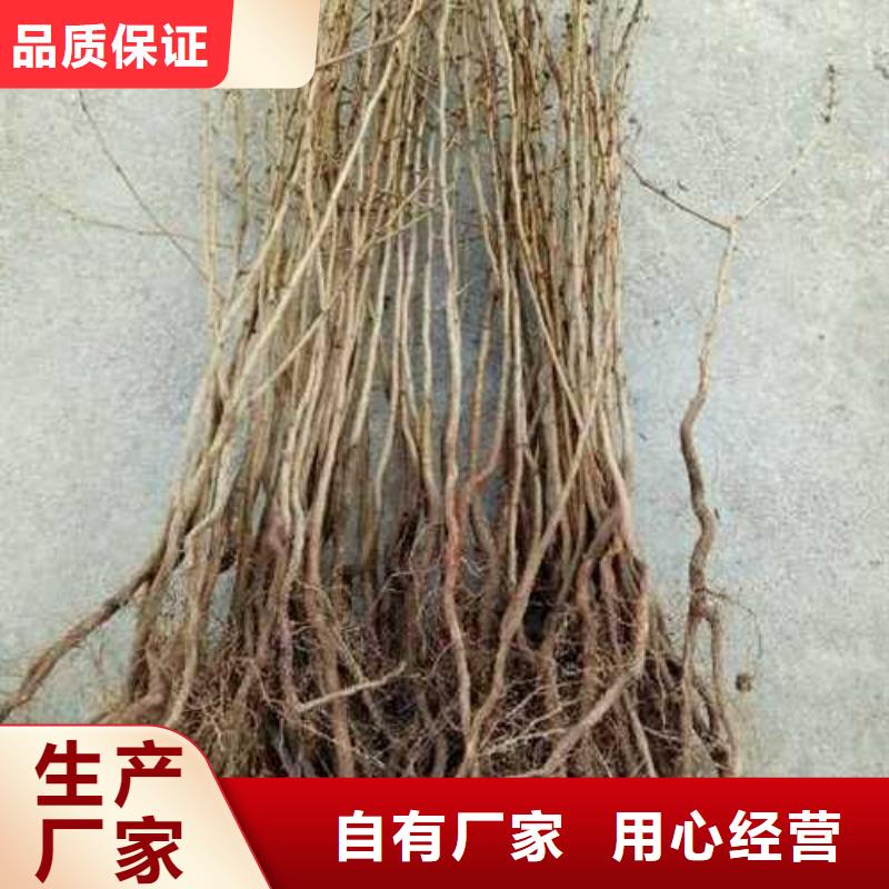 杜梨新梨7号梨树苗注重细节