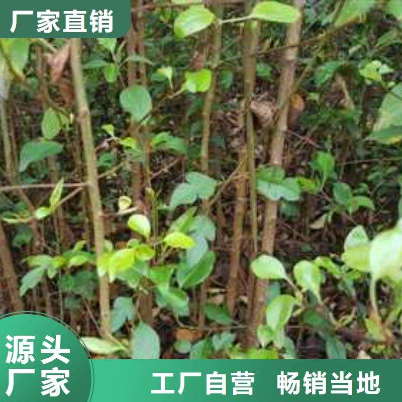 杜梨,梨树苗基地实力商家推荐