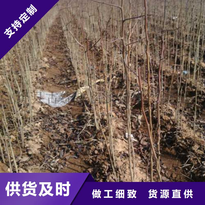 杜梨梨树苗基地品种全