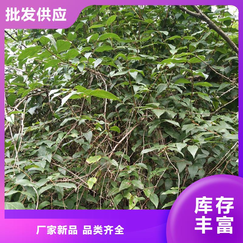 杈杷果-樱桃苗精选优质材料