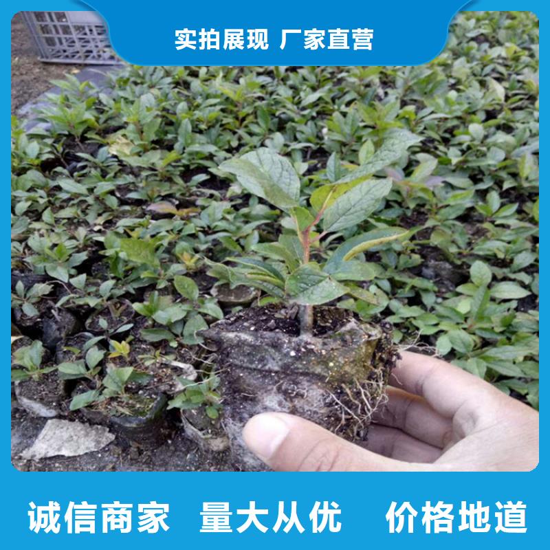 北美冬青苹果苗讲信誉保质量