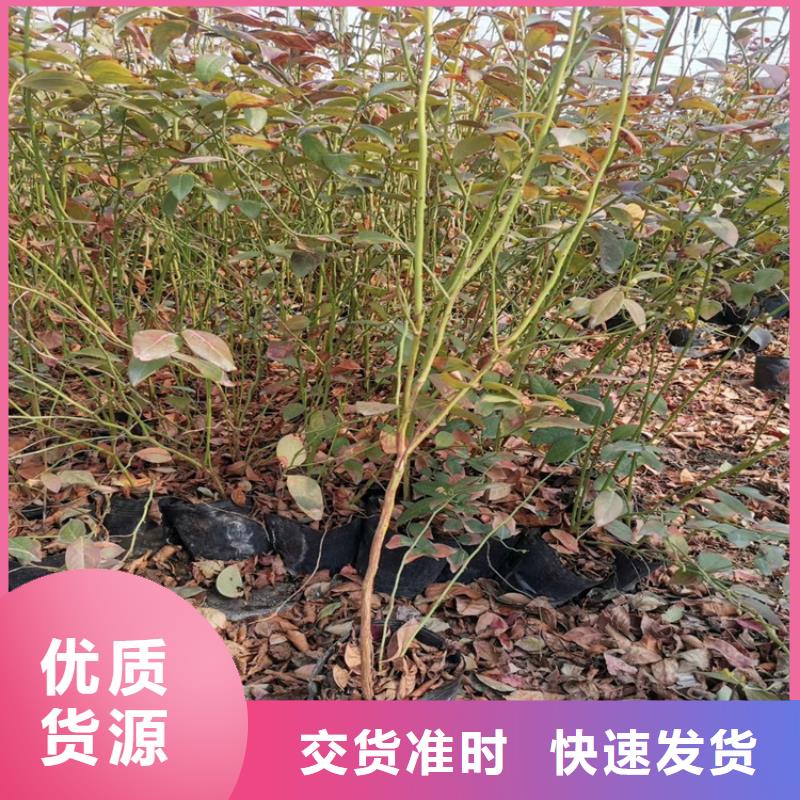 蓝莓苗草莓苗用心做产品