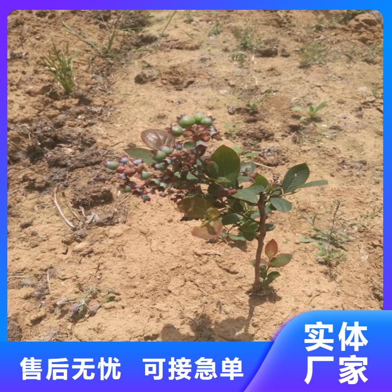 【蓝莓苗】樱桃苗质量不佳尽管来找我