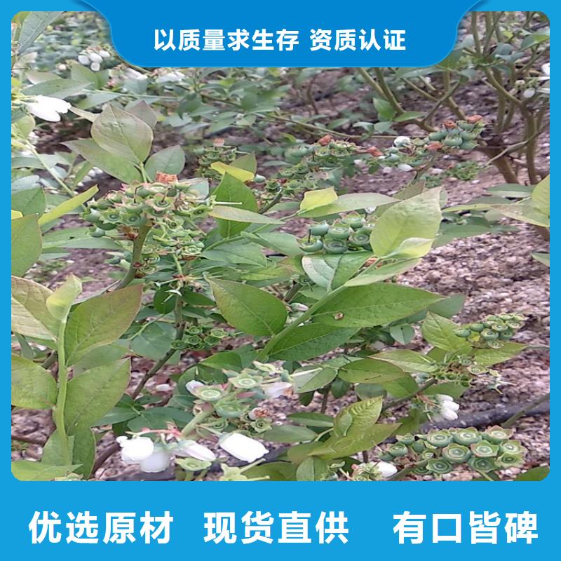 蓝莓苗梨树苗产品细节