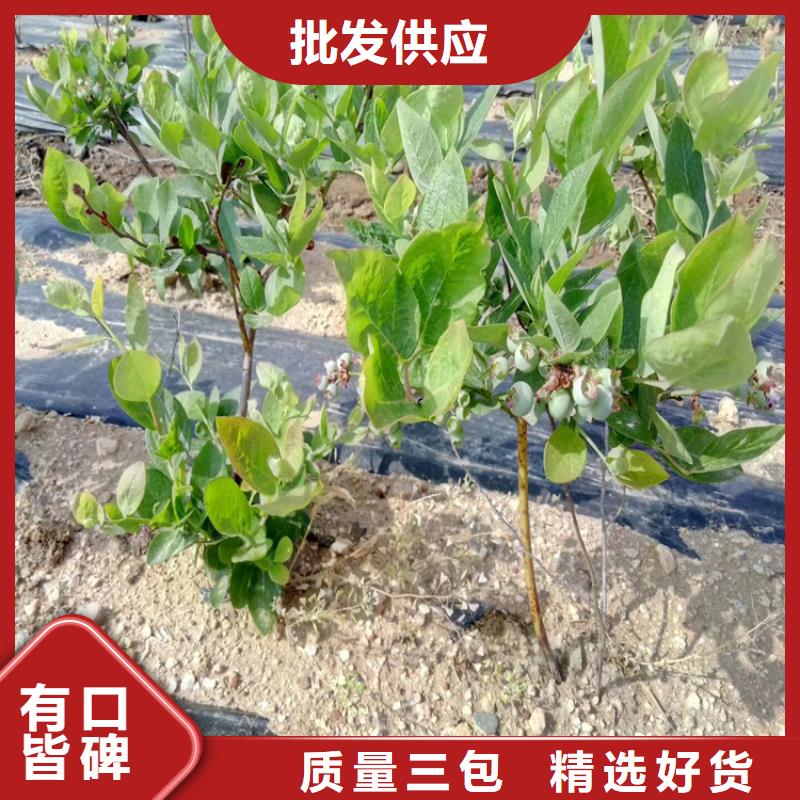 蓝莓苗【樱桃苗】专注细节更放心