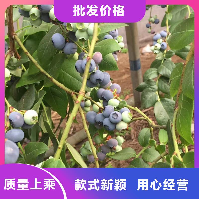 【蓝莓苗樱桃苗用的放心】