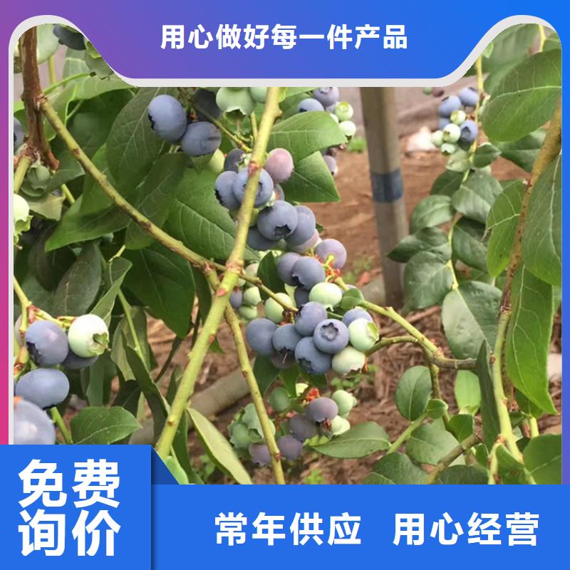 【蓝莓苗】樱桃苗质量不佳尽管来找我