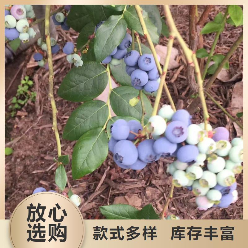 蓝莓苗,葡萄苗实力雄厚品质保障