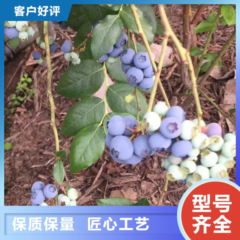 蓝莓苗草莓苗用心做产品