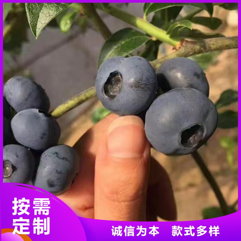 蓝莓苗樱桃苗用品质说话