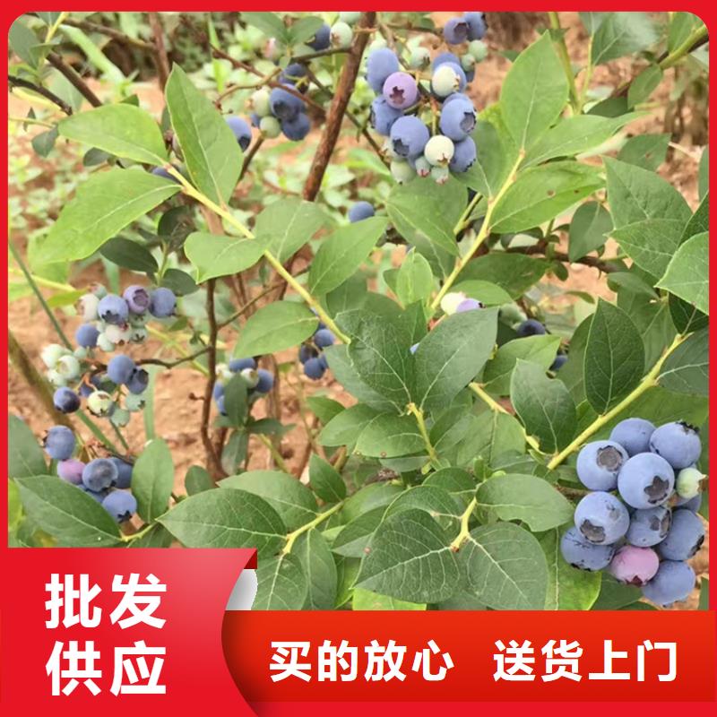 【蓝莓苗桃树苗优选厂商】