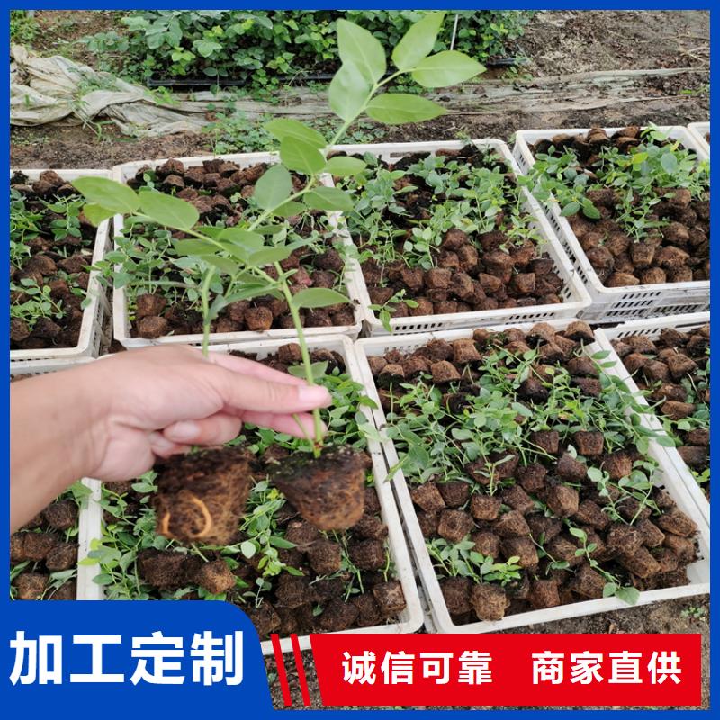 【蓝莓苗樱桃苗大厂生产品质】