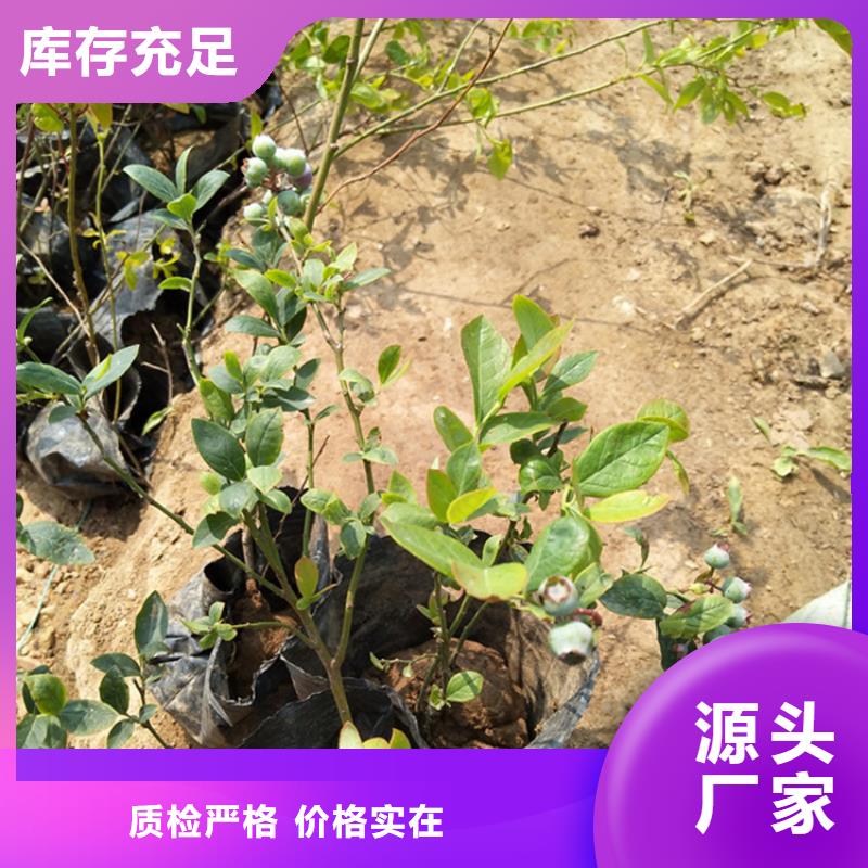 蓝莓苗无花果苗一手货源源头厂家