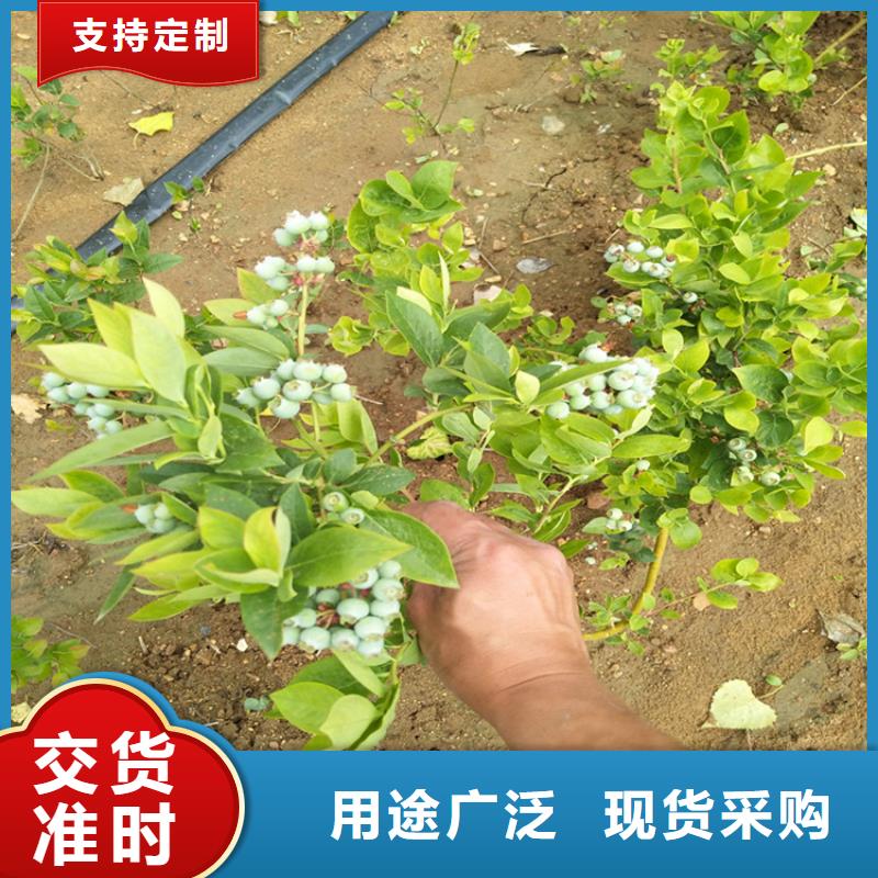 蓝莓苗梨树苗产品细节