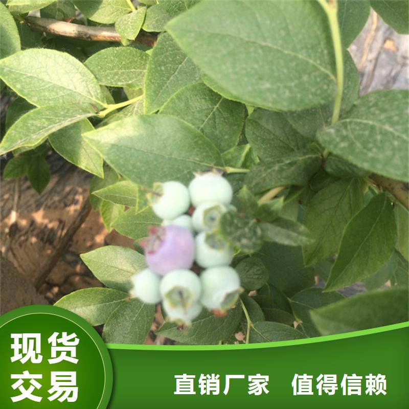 【蓝莓苗樱桃苗用的放心】