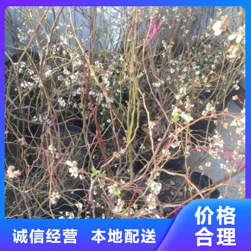 【蓝莓苗】梨树苗质保一年