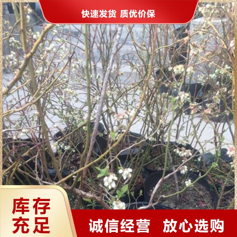 蓝莓苗无花果苗一手货源源头厂家