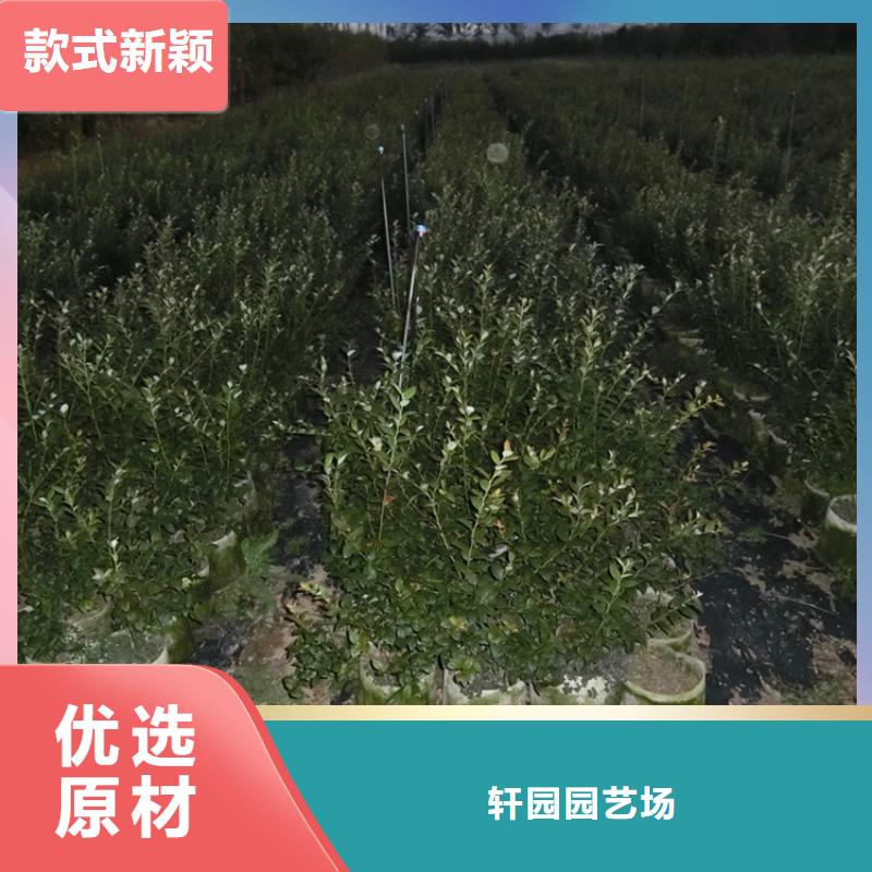 蓝莓苗无花果苗支持货到付清