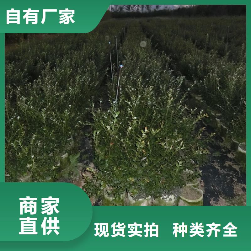 【蓝莓苗】苹果苗优选货源