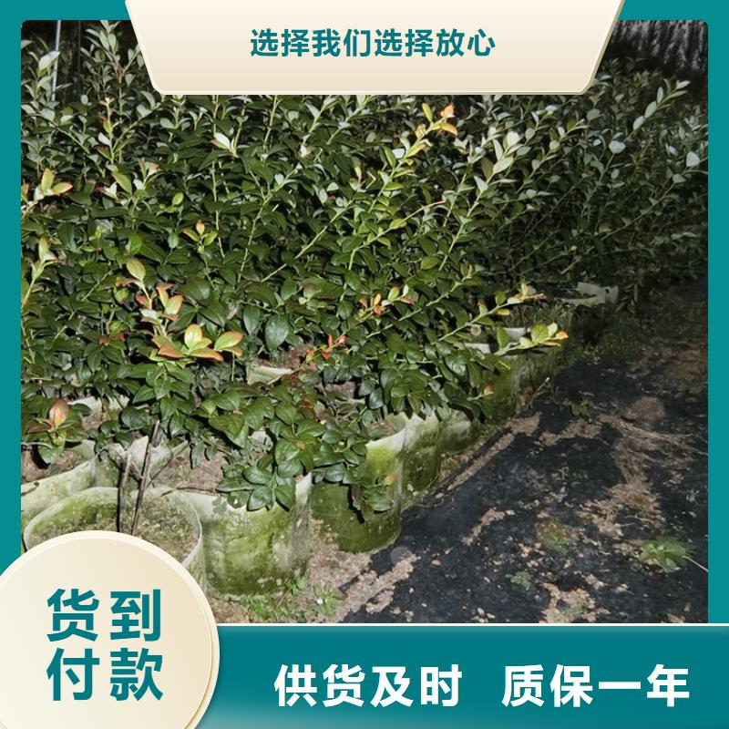 【蓝莓苗】苹果苗优选货源