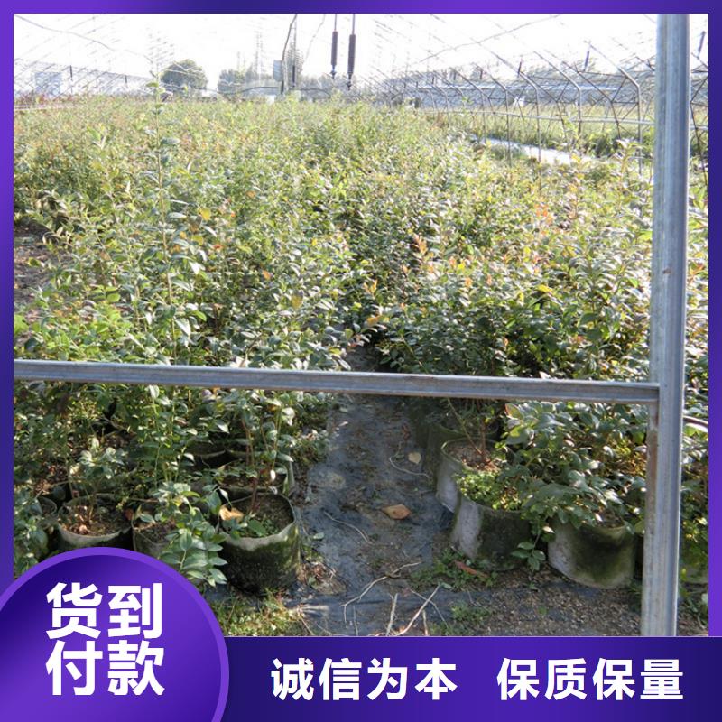 蓝莓苗梨树苗产品细节