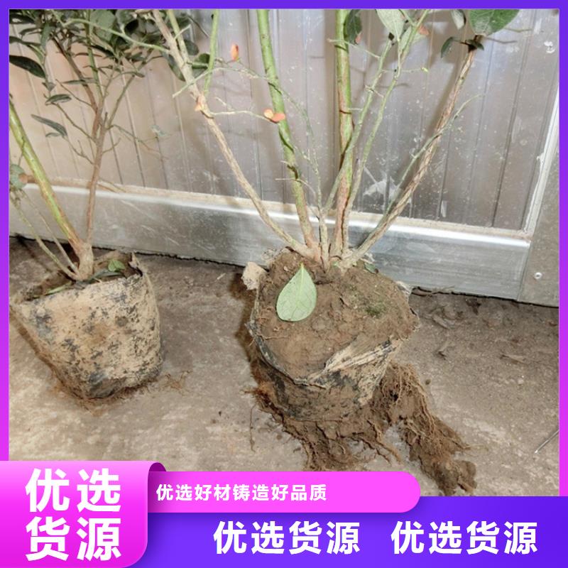 蓝莓苗樱桃苗价格合理