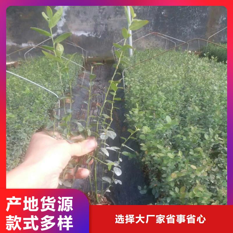 蓝莓苗梨树苗用心做好细节