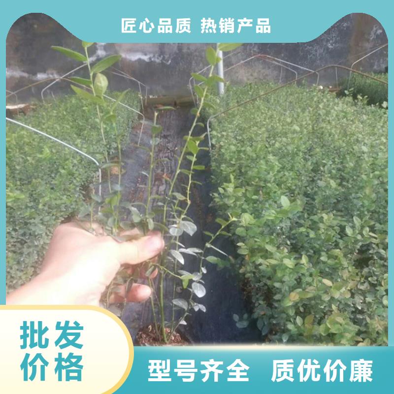 【蓝莓苗樱桃苗用的放心】