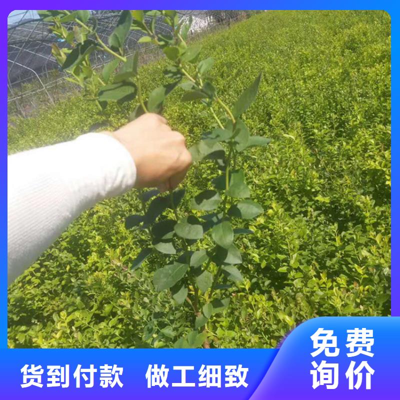 蓝莓苗【奶油草莓】产地直销