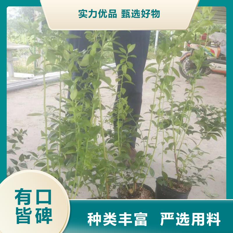 蓝莓苗【樱桃苗】专注细节更放心