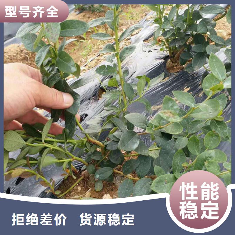 【蓝莓苗樱桃苗用的放心】