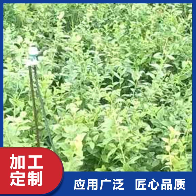 蓝莓苗石榴苗品质服务诚信为本