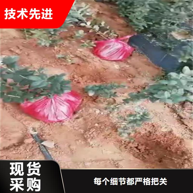 蓝莓苗石榴树品质保障价格合理