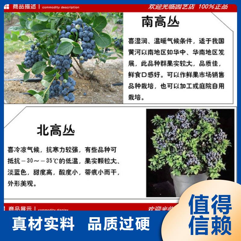 【蓝莓苗樱桃苗用的放心】